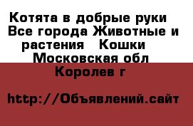 Котята в добрые руки - Все города Животные и растения » Кошки   . Московская обл.,Королев г.